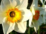 Narcis2.jpg